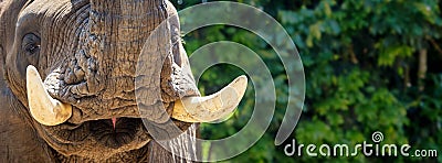 African Elephant Tusks Closeup Horizontal Banner Stock Photo