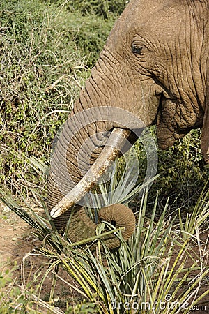 African elephant feeding on doum palm shoots Stock Photo