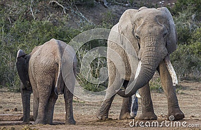 African Elephant with Very Long Tusks Looking at Female Stock Photo
