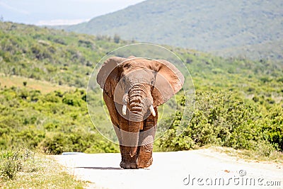 African Elephant walking on a gravel road in Addo Elephant National Park Stock Photo