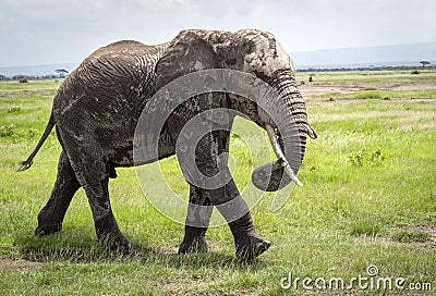 African elephant, walking on savannah Stock Photo