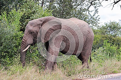 African elephant Stock Photo