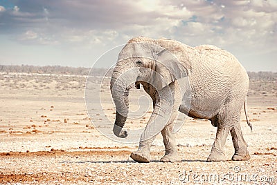 African Elephant in Namibia - Etosha National Park Stock Photo