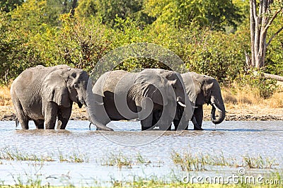 African Elephant on waterhole, Africa safari wildlife Stock Photo