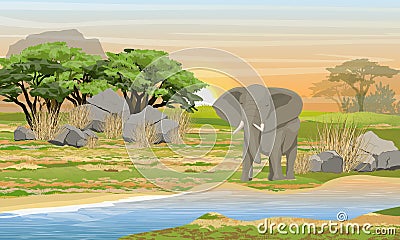 African elephant at a watering place. Savannah, river, large stones, mountains and an acacia tree Vector Illustration