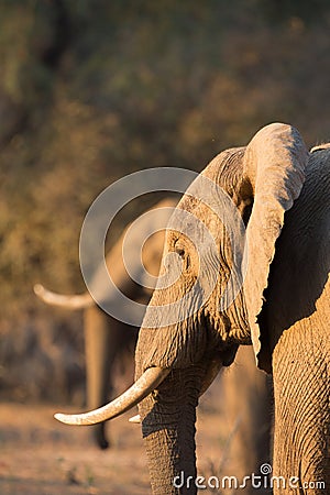 African Elephant (Loxodonta africana) in duplicate Stock Photo