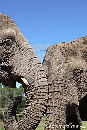 African Elephants Stock Photo