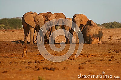 African Elephants Stock Photo