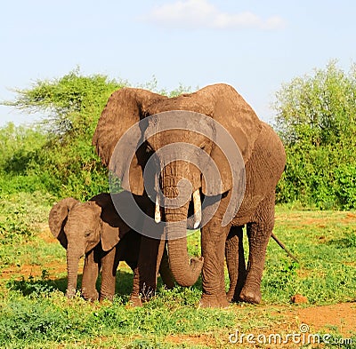 African elephants Stock Photo