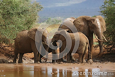 African Elephants Stock Photo