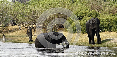 African Elephants Stock Photo