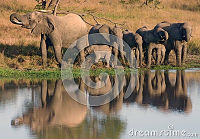 African elephants drinking and calf at waterhole Stock Photo