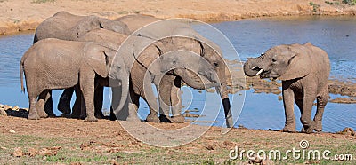 African Elephants Drinking Water Stock Photo