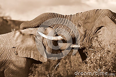 African Elephants fighting / trunk wrestling Stock Photo