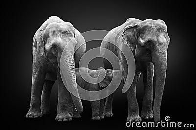 African elephants inhabiting South Africa on monochrome black background, black and white. Artistic processing, fine art. Stock Photo