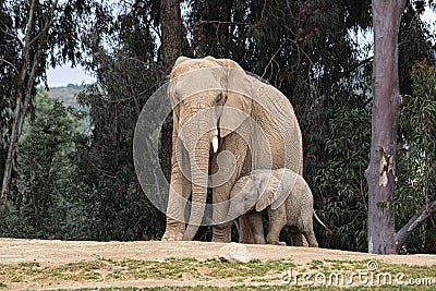 African elephants, kind loving tender relationship, mother and child, cute tiny baby elephant following mother, natural outdoors Editorial Stock Photo