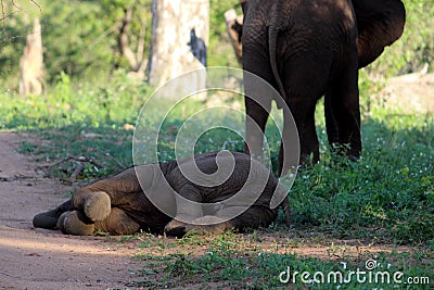 African Elephant calf (genus Loxodonta) with a herd of adults : (pix Sanjiv Shukla) Stock Photo
