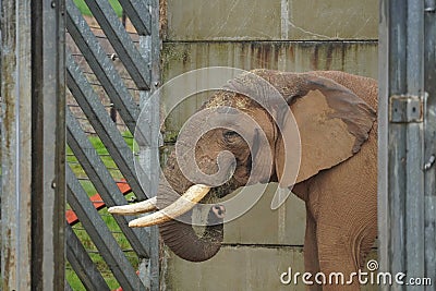 African elephants looking out Stock Photo