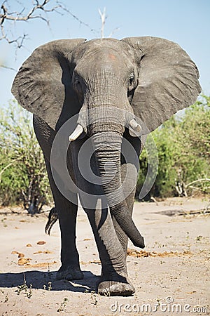 African elephants, Loxodon africana, in Chobe National Park, Botswana Stock Photo