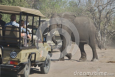 African elephants, Loxodon africana, in Chobe National Park, Botswana Editorial Stock Photo