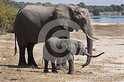 African Elephants (Loxodonta africana) Stock Photo