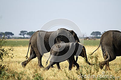 African Elephants Marching on the Plains Stock Photo