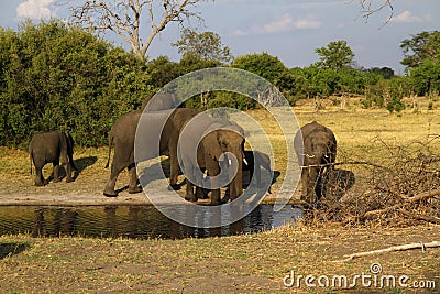 African Elephant Herd Drinking in the Okovango Stock Photo