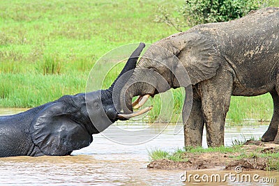 African elephants in Mole National Park, Ghana Stock Photo