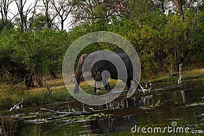 African Elephants on the Okovango Delta Stock Photo