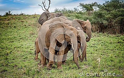African elephants protecting their young from danger in National Stock Photo