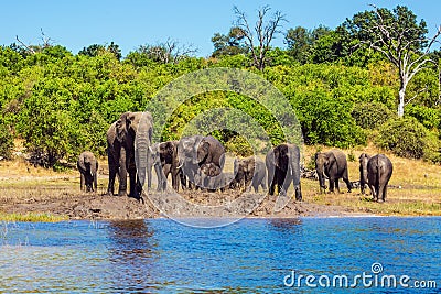 African elephants in shallow water Stock Photo