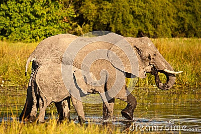 African Elephants wading Stock Photo
