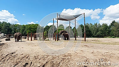African elephants at Safari Park. Editorial Stock Photo
