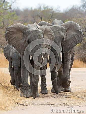 African Elephants Walking Stock Photo