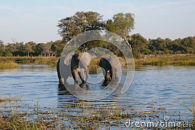 African Elephants - Waterhole in Botswana Stock Photo