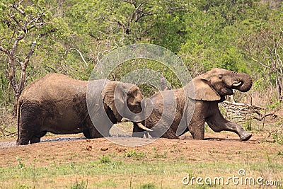 African elephants in the wild Stock Photo