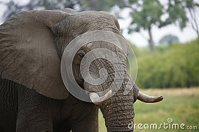 Beautiful quiet Elephant up close and happy Stock Photo