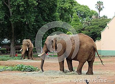 African elephants at ZOO Pretoria, South Africa Editorial Stock Photo