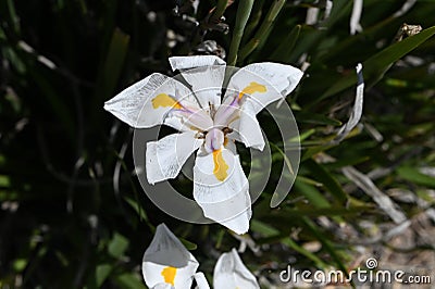 African or Fairy iris Dietes grandiflora 4 Stock Photo