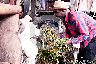 African farmer feeding cows with grass at the farm Stock Photo