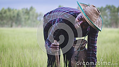 African farmer is happily working and cultivating on his farm with holding agricultural tools.Agriculture or cultivation concept Stock Photo