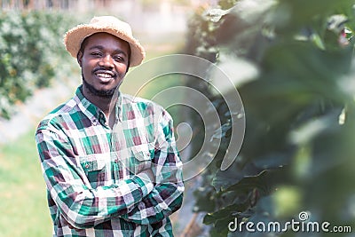African farmer stand to observe the yield and growth of melons in organic farms.Agriculture or cultivation concept Stock Photo