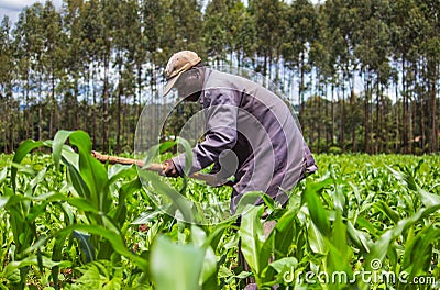 African Farmer Weeding Editorial Stock Photo