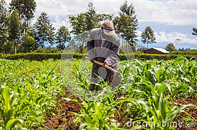 African Farmer Weeding Editorial Stock Photo