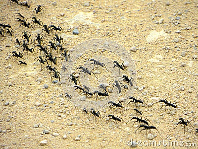 African Fighter Ants Stock Photo