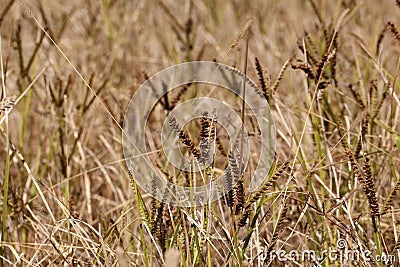 African finger millet Eleusine coracana Stock Photo