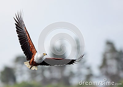 African Fish Eagle Stock Photo