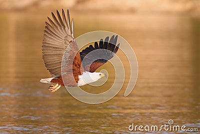 African Fish Eagle Stock Photo
