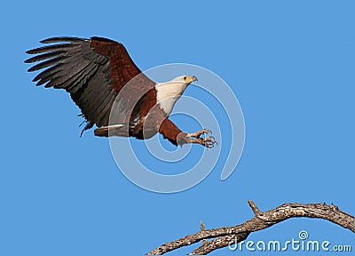 African Fish Eagle Stock Photo