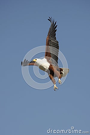 African Fish Eagle - Botswana Stock Photo